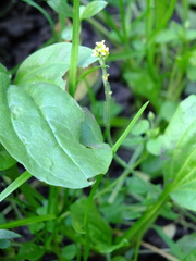 Sisymbrium officinale