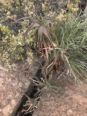 Aloiampelos striatula