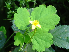 Chelidonium majus