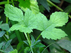 Humulus lupulus
