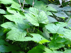 Humulus lupulus