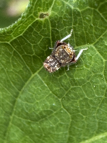 Japanese Leafhopper, Rozenlaantje, Kampen, Overijssel, NL, photo 9 of 10