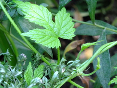 Humulus lupulus