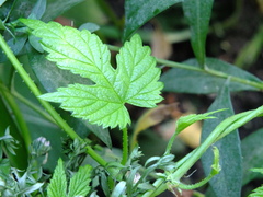 Humulus lupulus