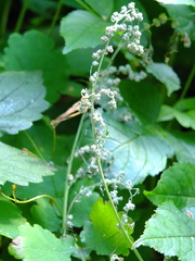 Chenopodium album