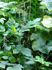 Chenopodium album
