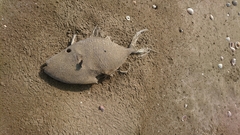Odonus niger