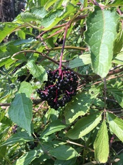 Sambucus racemosa melanocarpa