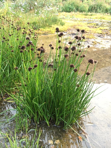 Image of Juncus mertensianus by (c) Matt Berger, some rights reserved (CC BY)