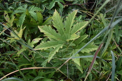Filipendula rubra