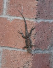 Sceloporus cyanogenys
