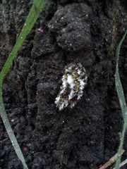 Megalopyge defoliata