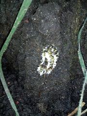Megalopyge defoliata