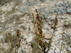 Artemisia salsoloides