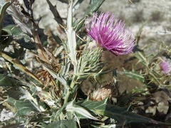 Cirsium argillosum