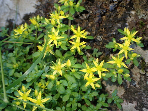 Sedum erythrospermum observed 2025-07-05