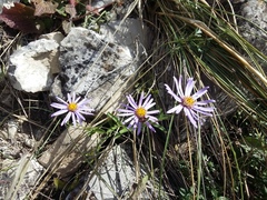 Aster amellus bessarabicus