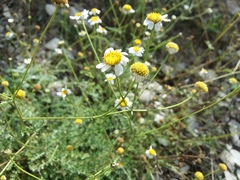 Tanacetum leptophyllum