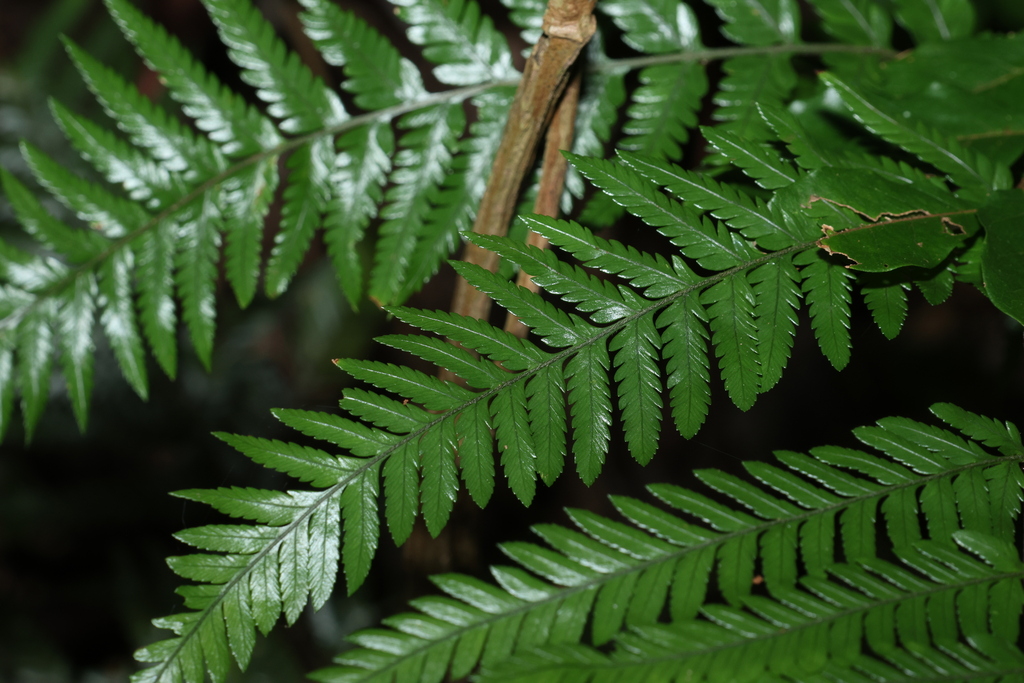 Pteridophyta
