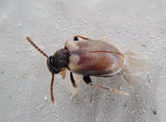 Aderus brunnipennis