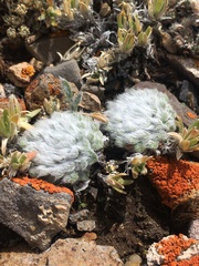 Townsendia condensata