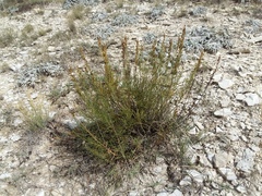 Artemisia salsoloides