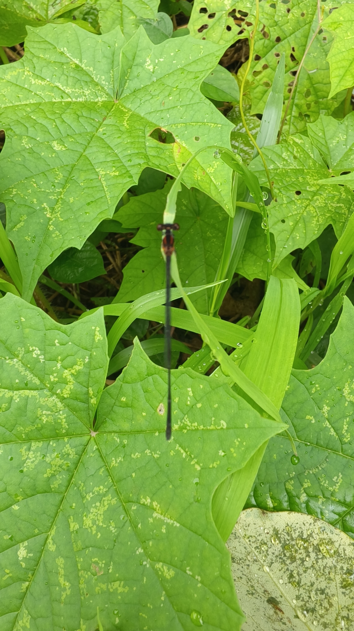 Orange-Striped Threadtail