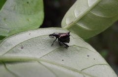 Scolopterus penicillatus