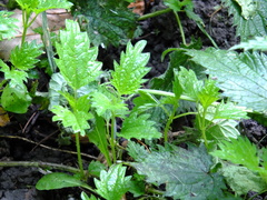 Urtica dioica