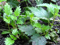 Urtica dioica