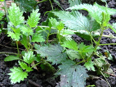 Urtica dioica