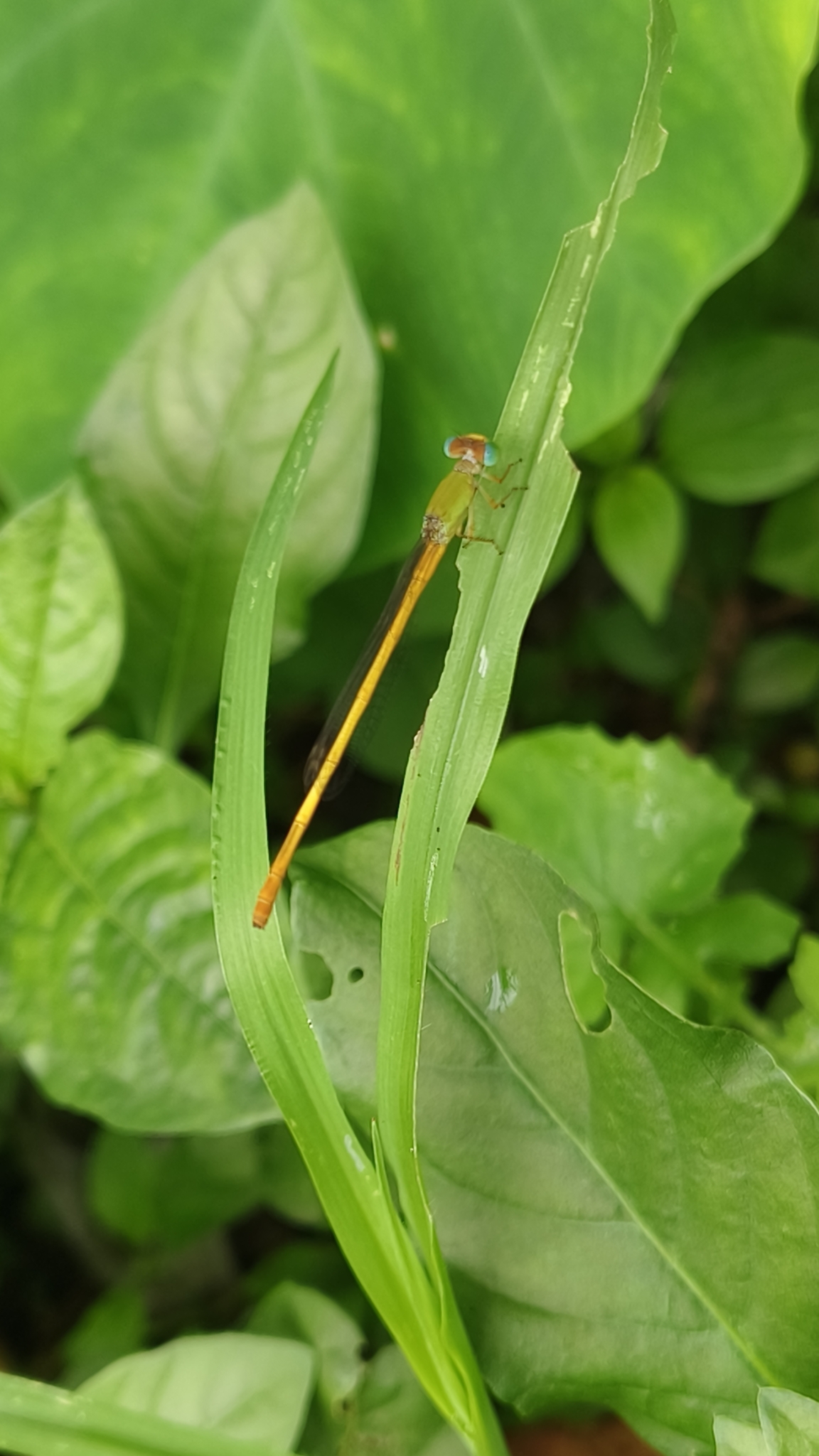 Coromandel Marsh Dart