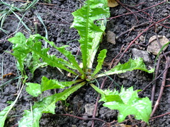Taraxacum officinale