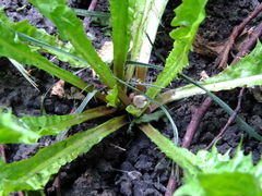 Taraxacum officinale