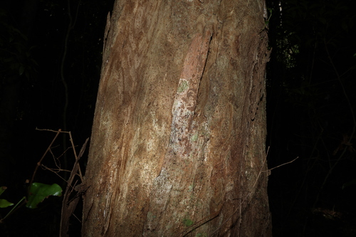 Dissiliaria baloghioides (Dissiliaria baloghioides)