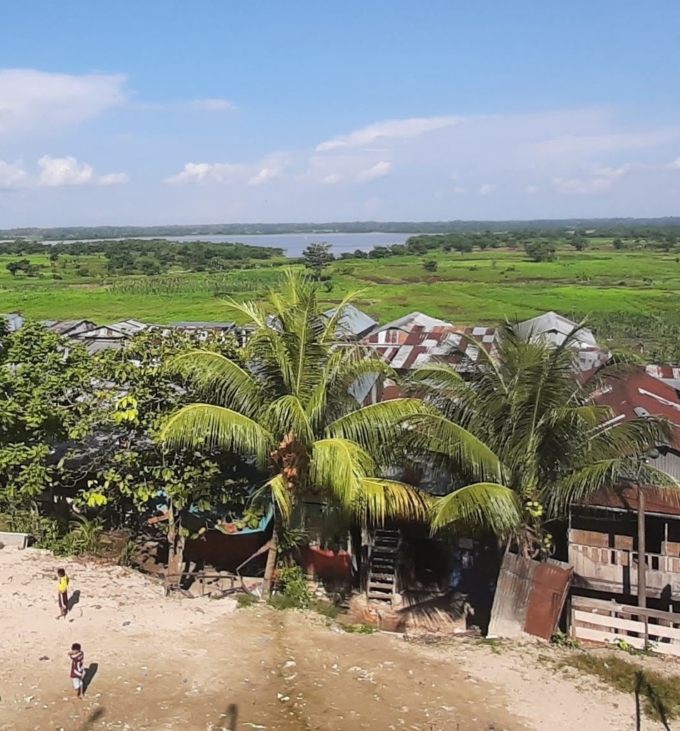Cocos nucifera