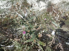 Cirsium argillosum