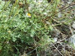 Tanacetum leptophyllum