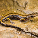 Dunn's Salamander - Photo (c) Seánín Óg, some rights reserved (CC BY-NC-ND)