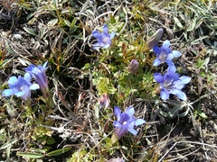 Gentiana septemfida grossheimii