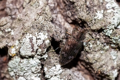 Chrysobothris femorata