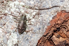 Chrysobothris femorata