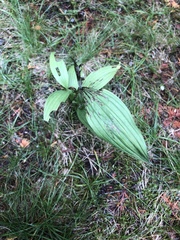 Cypripedium parviflorum