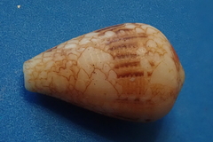 Conus retifer