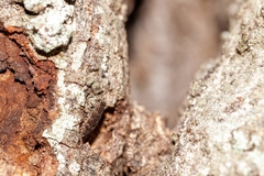 Chrysobothris femorata