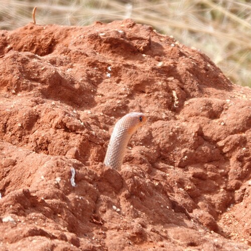 Red-spotted Beaked Snake