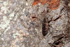 Chrysobothris femorata