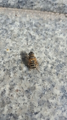 Eristalis cerealis