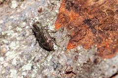 Chrysobothris femorata