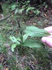Cypripedium parviflorum